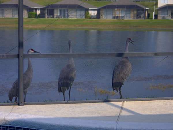 Birds by the Lake - local wildlife