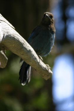 Wildlife at San Jocinta Reserve Palm Springs