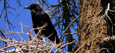 Raven on San Jocinta Reserve